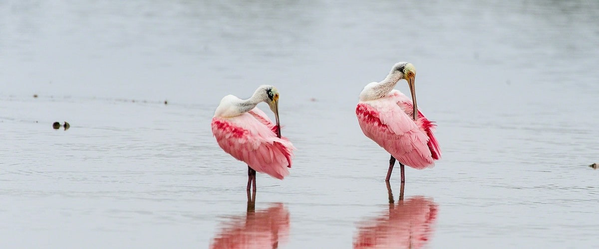 Roseate Spoonbill